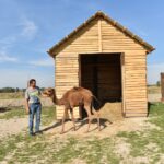 Wielbłąd spaceruje po ulicach Konieczna - Radio Kielce 26.09.2024. Konieczno. Wielbłąd Kamel / Fot. Magdalena Galas-Klusek - Radio Kielce