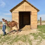 Wielbłąd spaceruje po ulicach Konieczna - Radio Kielce 26.09.2024. Konieczno. Wielbłąd Kamel / Fot. Magdalena Galas-Klusek - Radio Kielce