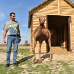 Wielbłąd spaceruje po ulicach Konieczna - Radio Kielce Wielbłąd spaceruje po ulicach Konieczna