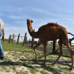 Wielbłąd spaceruje po ulicach Konieczna - Radio Kielce 26.09.2024. Konieczno. Wielbłąd Kamel / Fot. Magdalena Galas-Klusek - Radio Kielce