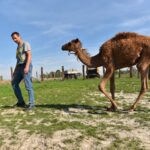 Wielbłąd spaceruje po ulicach Konieczna - Radio Kielce Wielbłąd spaceruje po ulicach Konieczna