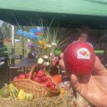 Jabłkowe święto w Obrazowie