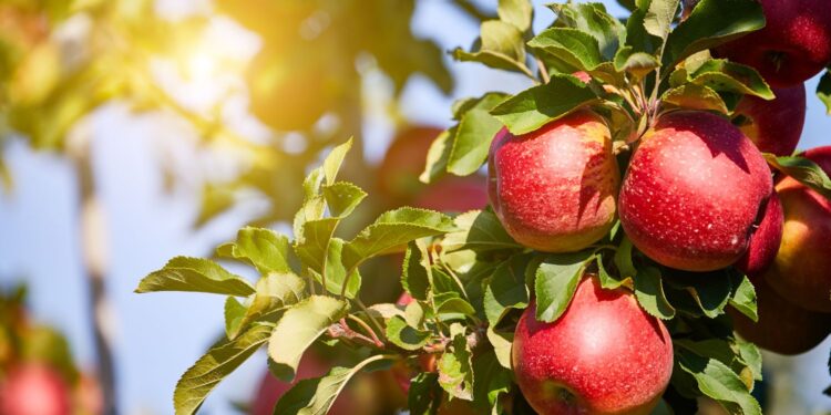 Wszyscy szukamy ekologicznych owoców i przetworów - Radio Kielce Wszyscy szukamy ekologicznych owoców i przetworów