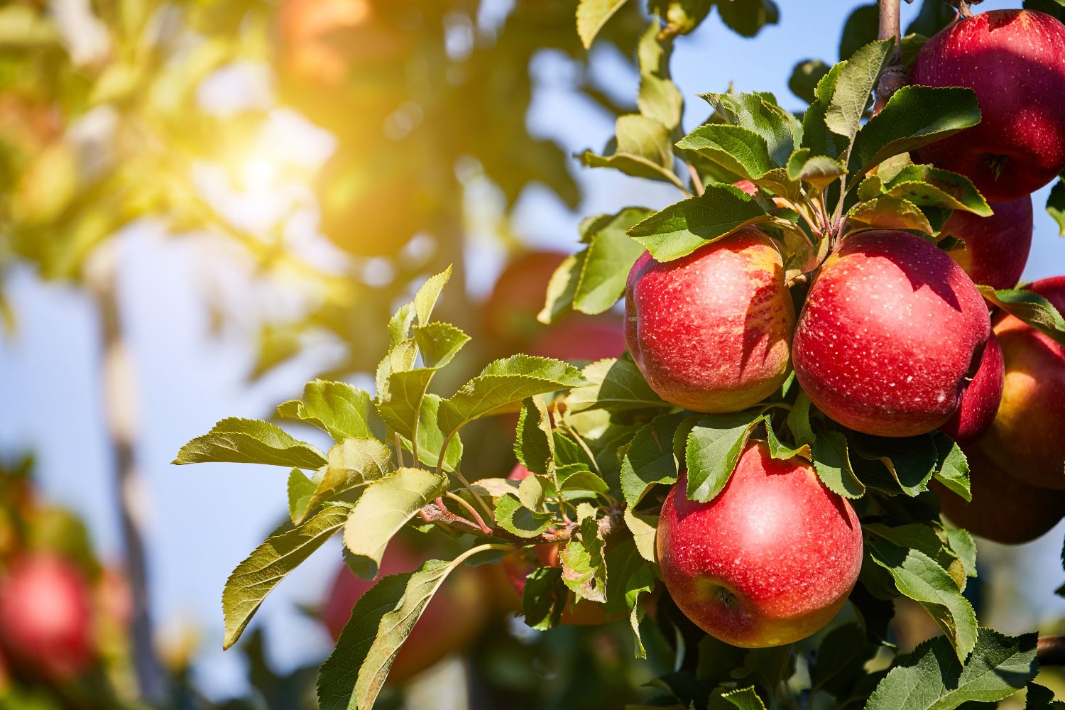 Wszyscy szukamy ekologicznych owoców i przetworów