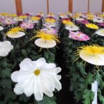 Japonia / Fot. Danuta Rasała