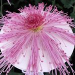 Japonia / Fot. Danuta Rasała