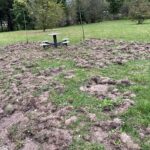 Dziki sieją spustoszenie w Końskich