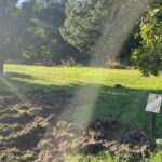 09.10.2024. Końskie. Szkody wyrządzone przez dziki / Fot. Magdalena Galas-Klusek - Radio Kielce