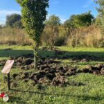 09.10.2024. Końskie. Szkody wyrządzone przez dziki / Fot. Magdalena Galas-Klusek - Radio Kielce