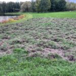 09.10.2024. Końskie. Szkody wyrządzone przez dziki / Fot. Magdalena Galas-Klusek - Radio Kielce