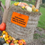 04.10.2024. Kielce. Dyniowa Planeta / Fot. Wiktor Taszłow - Radio Kielce