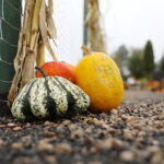 04.10.2024. Kielce. Dyniowa Planeta / Fot. Wiktor Taszłow - Radio Kielce