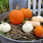 04.10.2024. Kielce. Dyniowa Planeta / Fot. Wiktor Taszłow - Radio Kielce