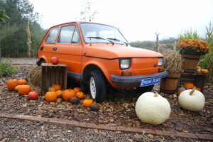 04.10.2024. Kielce. Dyniowa Planeta / Fot. Wiktor Taszłow - Radio Kielce