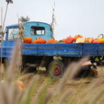 04.10.2024. Kielce. Dyniowa Planeta / Fot. Wiktor Taszłow - Radio Kielce