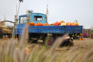 04.10.2024. Kielce. Dyniowa Planeta / Fot. Wiktor Taszłow - Radio Kielce