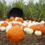 04.10.2024. Kielce. Dyniowa Planeta / Fot. Wiktor Taszłow - Radio Kielce