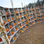 04.10.2024. Kielce. Dyniowa Planeta / Fot. Wiktor Taszłow - Radio Kielce