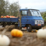 04.10.2024. Kielce. Dyniowa Planeta / Fot. Wiktor Taszłow - Radio Kielce