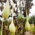 04.10.2024. Kielce. Dyniowa Planeta / Fot. Wiktor Taszłow - Radio Kielce