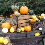 04.10.2024. Kielce. Dyniowa Planeta / Fot. Wiktor Taszłow - Radio Kielce