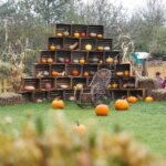 04.10.2024. Kielce. Dyniowa Planeta / Fot. Wiktor Taszłow - Radio Kielce