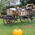 04.10.2024. Kielce. Dyniowa Planeta / Fot. Wiktor Taszłow - Radio Kielce