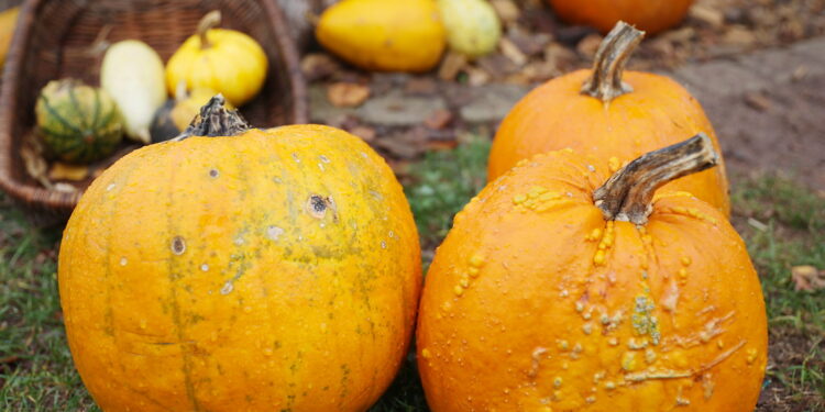 04.10.2024. Kielce. Dyniowa Planeta / Fot. Wiktor Taszłow - Radio Kielce