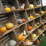 04.10.2024. Kielce. Dyniowa Planeta / Fot. Wiktor Taszłow - Radio Kielce