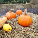 04.10.2024. Kielce. Dyniowa Planeta / Fot. Wiktor Taszłow - Radio Kielce