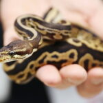 12.10.2024. Kielce, Event Terrarystyczny i Botaniczny DRAGON EXPO / Fot. Wiktor Taszłow - Radio Kielce