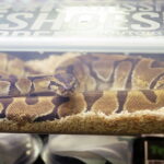 12.10.2024. Kielce, Event Terrarystyczny i Botaniczny DRAGON EXPO / Fot. Wiktor Taszłow - Radio Kielce