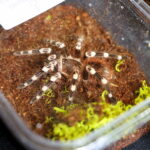 12.10.2024. Kielce, Event Terrarystyczny i Botaniczny DRAGON EXPO / Fot. Wiktor Taszłow - Radio Kielce