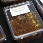 12.10.2024. Kielce, Event Terrarystyczny i Botaniczny DRAGON EXPO / Fot. Wiktor Taszłow - Radio Kielce