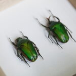 12.10.2024. Kielce, Event Terrarystyczny i Botaniczny DRAGON EXPO / Fot. Wiktor Taszłow - Radio Kielce