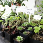 12.10.2024. Kielce, Event Terrarystyczny i Botaniczny DRAGON EXPO / Fot. Wiktor Taszłow - Radio Kielce