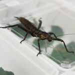 12.10.2024. Kielce, Event Terrarystyczny i Botaniczny DRAGON EXPO / Fot. Wiktor Taszłow - Radio Kielce