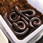 12.10.2024. Kielce, Event Terrarystyczny i Botaniczny DRAGON EXPO / Fot. Wiktor Taszłow - Radio Kielce