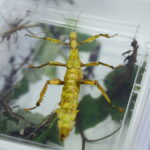 12.10.2024. Kielce, Event Terrarystyczny i Botaniczny DRAGON EXPO / Fot. Wiktor Taszłow - Radio Kielce