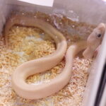 12.10.2024. Kielce, Event Terrarystyczny i Botaniczny DRAGON EXPO / Fot. Wiktor Taszłow - Radio Kielce