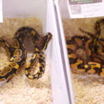 12.10.2024. Kielce, Event Terrarystyczny i Botaniczny DRAGON EXPO / Fot. Wiktor Taszłow - Radio Kielce