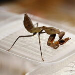 12.10.2024. Kielce, Event Terrarystyczny i Botaniczny DRAGON EXPO / Fot. Wiktor Taszłow - Radio Kielce