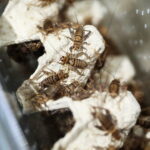 12.10.2024. Kielce, Event Terrarystyczny i Botaniczny DRAGON EXPO / Fot. Wiktor Taszłow - Radio Kielce