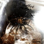 12.10.2024. Kielce, Event Terrarystyczny i Botaniczny DRAGON EXPO / Fot. Wiktor Taszłow - Radio Kielce