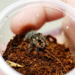 12.10.2024. Kielce, Event Terrarystyczny i Botaniczny DRAGON EXPO / Fot. Wiktor Taszłow - Radio Kielce