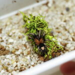 12.10.2024. Kielce, Event Terrarystyczny i Botaniczny DRAGON EXPO / Fot. Wiktor Taszłow - Radio Kielce