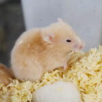 12.10.2024. Kielce, Event Terrarystyczny i Botaniczny DRAGON EXPO / Fot. Wiktor Taszłow - Radio Kielce