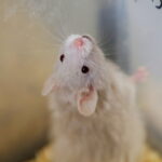 12.10.2024. Kielce, Event Terrarystyczny i Botaniczny DRAGON EXPO / Fot. Wiktor Taszłow - Radio Kielce