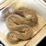 12.10.2024. Kielce, Event Terrarystyczny i Botaniczny DRAGON EXPO / Fot. Wiktor Taszłow - Radio Kielce