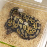 12.10.2024. Kielce, Event Terrarystyczny i Botaniczny DRAGON EXPO / Fot. Wiktor Taszłow - Radio Kielce